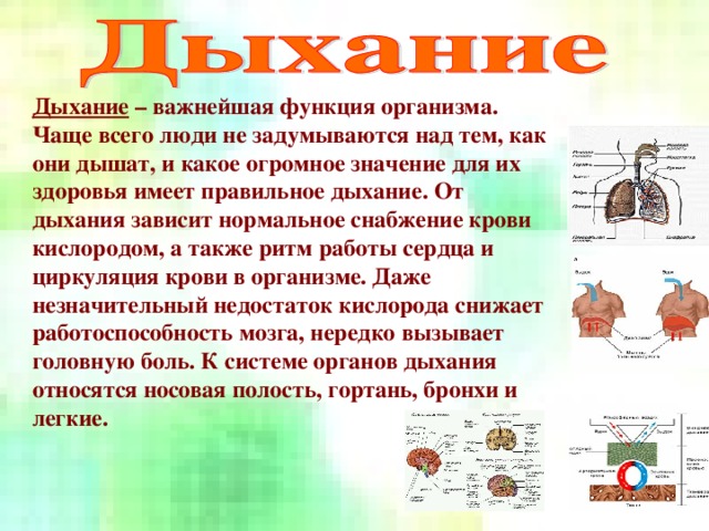 Дыхание не остановится. Правильное дыхание. Как правильно должен дышать человек. Учимся правильно дышать. Роль дыхательной гимнастики.