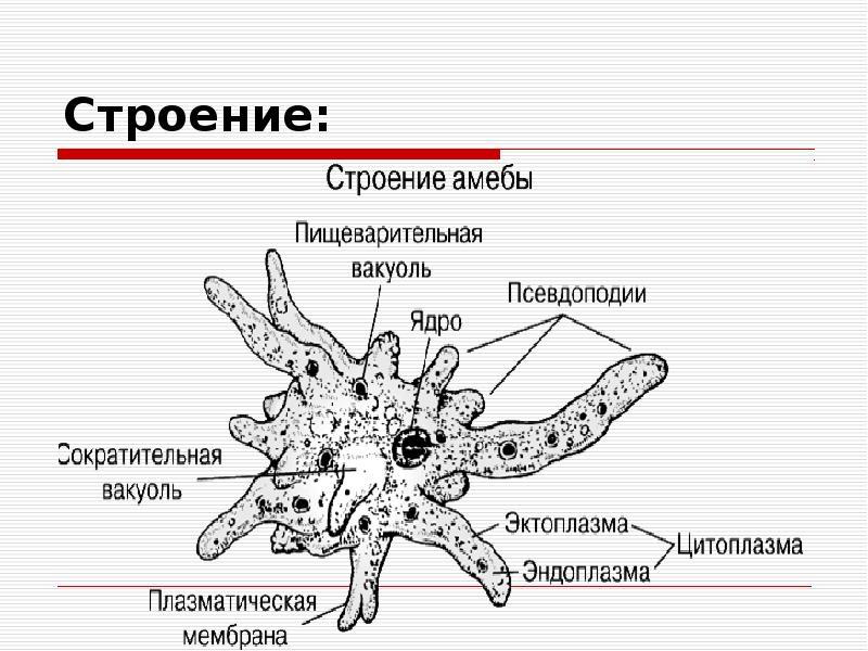 Амеба Обыкновенная Фото И Строение