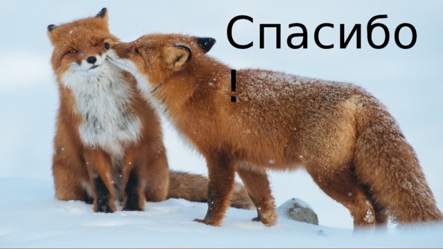 Спасибо! 