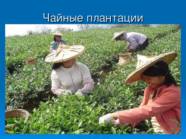 Чайные плантации 