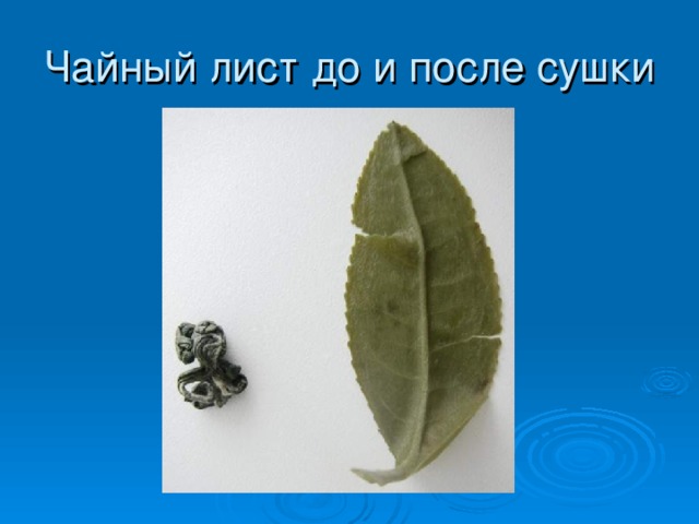 Чайный лист до и после сушки 