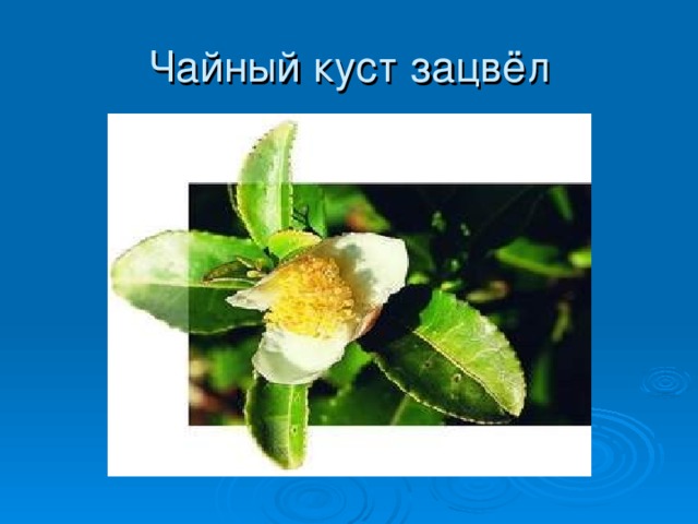 Чайный куст зацвёл 