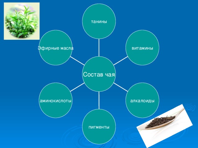 танины витамины Эфирные масла Состав чая аминокислоты алкалоиды пигменты 