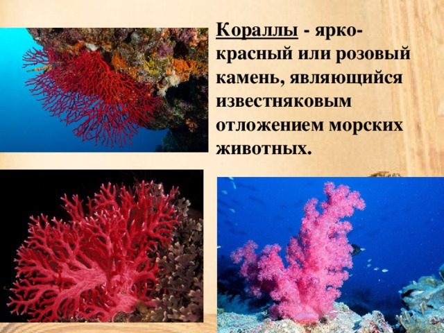 Кораллы - ярко-красный или розовый камень, являющийся известняковым отложением морских животных. 
