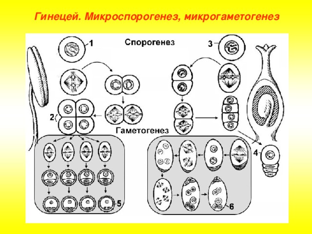 Гинецей. Микроспорогенез, микрогаметогенез 