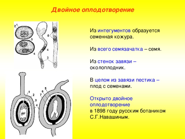 Двойное оплодотворение Из интегументов образуется семенная кожура. Из всего семязачатка – семя. Из стенок завязи – околоплодник. В целом из завязи пестика – плод с семенами. Открыто двойное оплодотворение в 1898 году русским ботаником С.Г.Навашиным. 