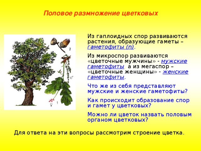 Половое размножение цветковых Из гаплоидных спор развиваются растения, образующие гаметы – гаметофиты ( n) . Из микроспор развиваются «цветочные мужчины»  -  мужские гаметофиты , а из мегаспор – «цветочные женщины» - женские гаметофиты . Что же из себя представляют мужские и женские гаметофиты? Как происходит образование спор и гамет у цветковых? Можно ли цветок назвать половым органом цветковых? Для ответа на эти вопросы рассмотрим строение цветка. 