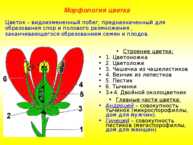 Морфология цветка Цветок – видоизмененный побег, предназначенный для образования спор и полового размножения , заканчивающегося образованием семян и плодов. Строение цветка: 1. Цветоножка 2. Цветоложе 3. Чашечка из чашелистиков 4. Венчик из лепестков 5. Пестик 6. Тычинки 3+4. Двойной околоцветник Главные части цветка: Андроцей  – совокупность тычинок (микроспорофиллы, дом  для мужчин ). Гинецей – совокупность пестиков (мегаспорофиллы, дом для женщин ). 