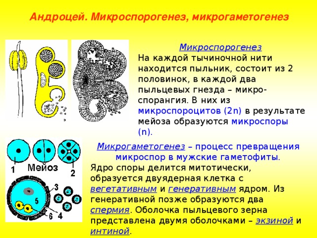 Андроцей. Микроспорогенез, микрогаметогенез Микроспорогенез . На каждой тычиночной нити находится пыльник, состоит из 2 половинок, в каждой два пыльцевых гнезда – микро-спорангия. В них из микроспороцитов  (2 n ) в результате мейоза образуются микроспоры ( n) . Микрогаметогенез – процесс превращения микроспор в мужские гаметофиты. Ядро споры делится митотически, образуется двуядерная клетка с вегетативным и генеративным ядром. Из генеративной позже образуются два спермия . Оболочка пыльцевого зерна представлена двумя оболочками – экзиной и интиной . 