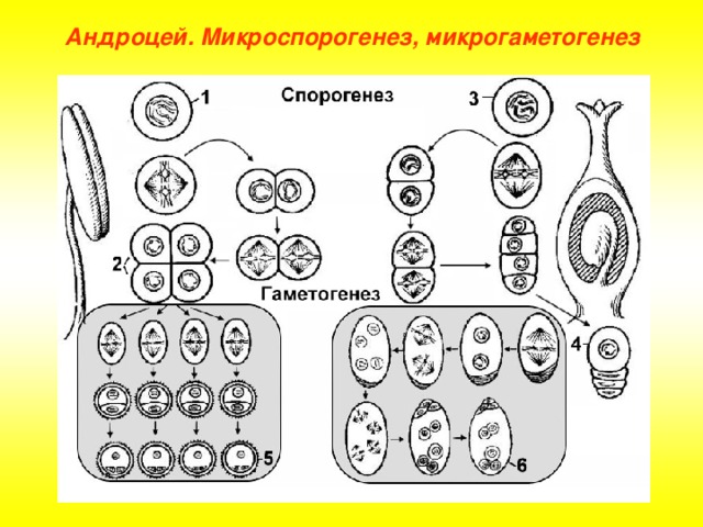 Андроцей. Микроспорогенез, микрогаметогенез 