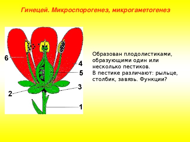 Гинецей. Микроспорогенез, микрогаметогенез Образован плодолистиками, образующими один или несколько пестиков. В пестике различают: рыльце, столбик, завязь. Функции? 