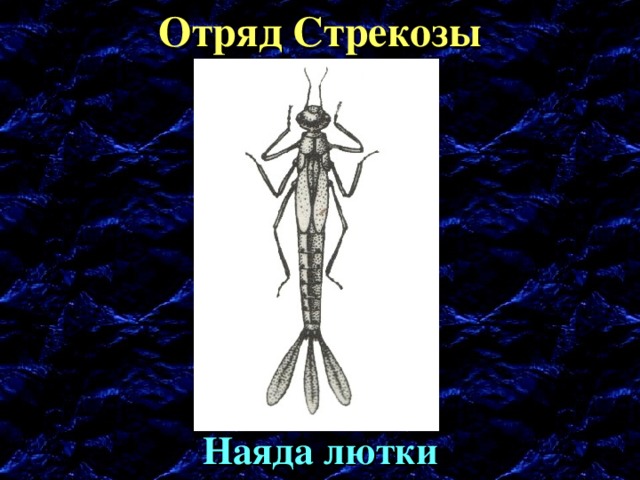 Наяда стрекозы рисунок