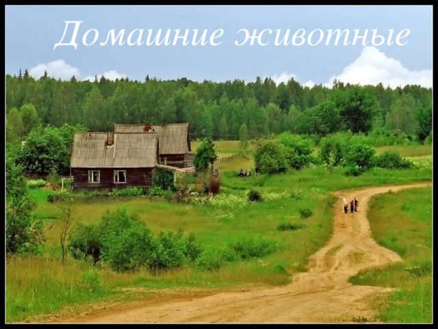 Домашние животные
