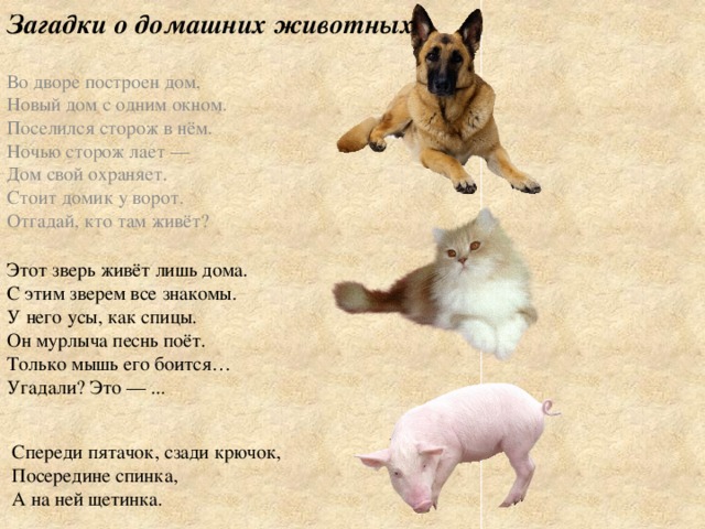 Загадки о домашних животных Во дворе построен дом,  Новый дом с одним окном.  Поселился сторож в нём.  Ночью сторож лает —  Дом свой охраняет.  Стоит домик у ворот.  Отгадай, кто там живёт?  Этот зверь живёт лишь дома.   С этим зверем все знакомы.   У него усы, как спицы.   Он мурлыча песнь поёт.   Только мышь его боится…   Угадали? Это — ...  Спереди пятачок, сзади крючок,   Посередине спинка,   А на ней щетинка.  