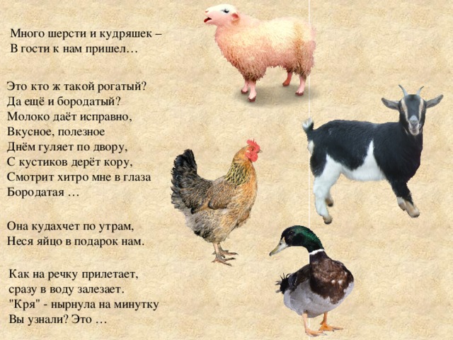 Много шерсти и кудряшек –  В гости к нам пришел… Это кто ж такой рогатый?  Да ещё и бородатый?  Молоко даёт исправно,  Вкусное, полезное  Днём гуляет по двору,  С кустиков дерёт кору,  Смотрит хитро мне в глаза  Бородатая   … Она кудахчет по утрам,  Неся яйцо в подарок нам. Как на речку прилетает,  сразу в воду залезает.  