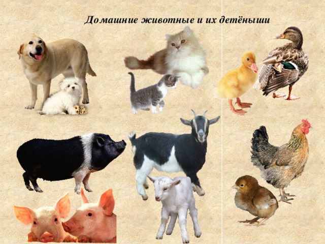 Тема проекта домашние животные в средней группе