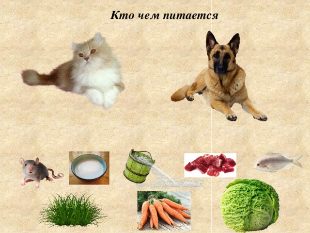 Кто чем питается