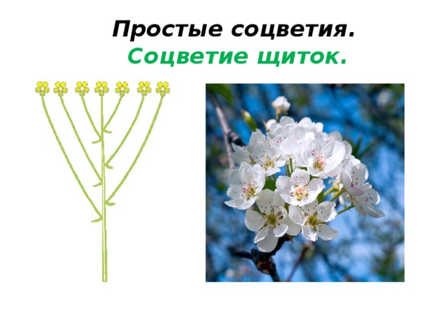 Ландыш майский вид соцветия простое или сложное рисунок соцветия