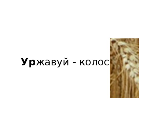 Ур жавуй - колос 