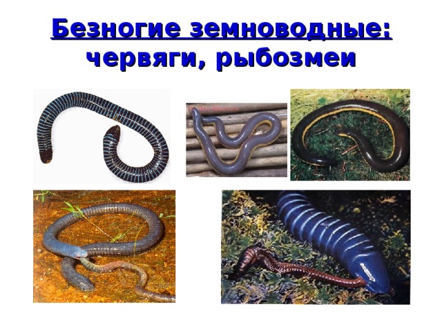 Безногие земноводные:  червяги, рыбозмеи 