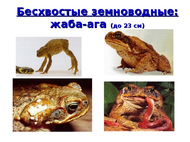 Бесхвостые земноводные:  жаба-ага (до 23 см) 