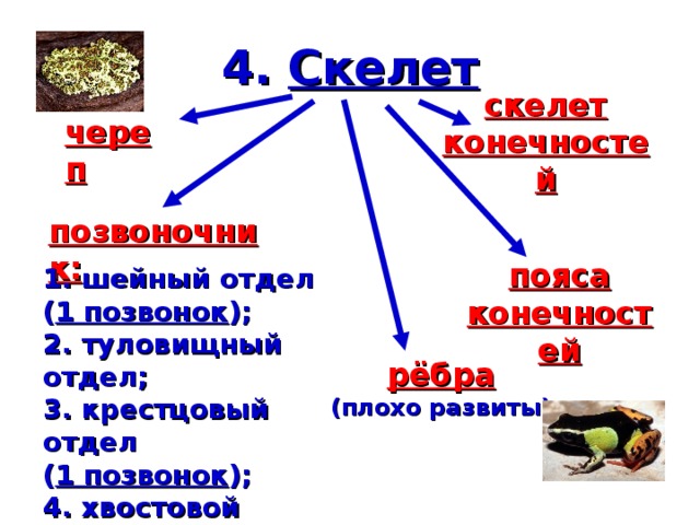 4. Скелет скелет конечностей череп позвоночник: пояса конечностей 1. шейный отдел ( 1 позвонок ); 2. туловищный отдел; 3. крестцовый отдел ( 1 позвонок ); 4. хвостовой отдел рёбра (плохо развиты) 