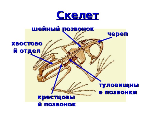 Скелет шейный позвонок череп хвостовой отдел туловищные позвонки крестцовый позвонок 