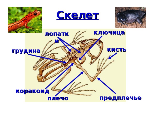 Скелет ключица лопатки кисть грудина коракоид предплечье плечо 