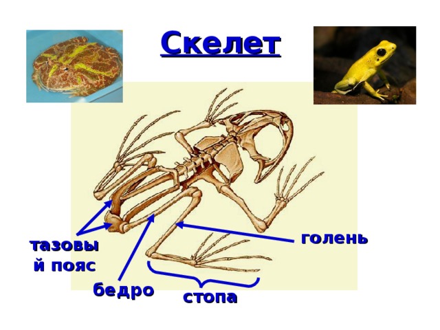 Скелет голень тазовый пояс бедро стопа 