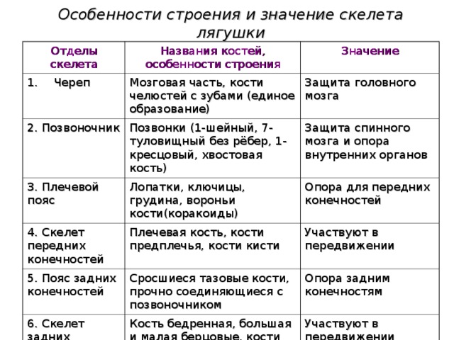 Особенности строения и значение скелета лягушки Отделы скелета Названия костей, особенности строения Череп Значение Мозговая часть, кости челюстей с зубами (единое образование) 2. Позвоночник Защита головного мозга Позвонки (1-шейный, 7-туловищный без рёбер, 1-кресцовый, хвостовая кость) 3. Плечевой пояс 4. Скелет передних конечностей Лопатки, ключицы, грудина, вороньи кости(коракоиды) Защита спинного мозга и опора внутренних органов Опора для передних конечностей Плечевая кость, кости предплечья, кости кисти 5. Пояс задних конечностей Участвуют в передвижении Сросшиеся тазовые кости, прочно соединяющиеся с позвоночником 6. Скелет задних конечностей Опора задним конечностям Кость бедренная, большая и малая берцовые, кости стопы Участвуют в передвижении 