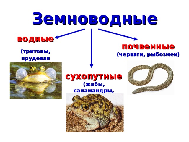 Тело земноводных состоит из. Земноводные внешнее и внутреннее строение. Земноводные схема. Земноводные внешнее строение. Внутреннее строение земноводных.