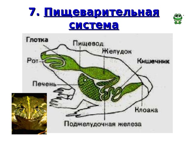 7. Пищеварительная система 