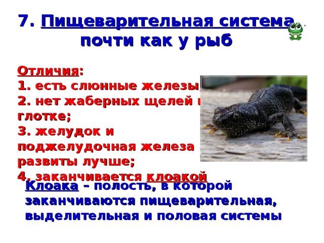 7. Пищеварительная система почти как у рыб Отличия : 1. есть слюнные железы; 2. нет жаберных щелей в глотке; 3. желудок и поджелудочная железа развиты лучше; 4. заканчивается клоакой Клоака – полость, в которой заканчиваются пищеварительная, выделительная и половая системы 