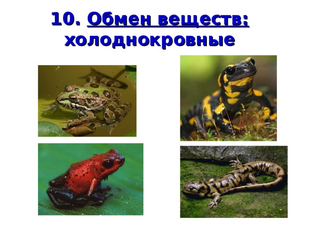 10. Обмен веществ:  холоднокровные 