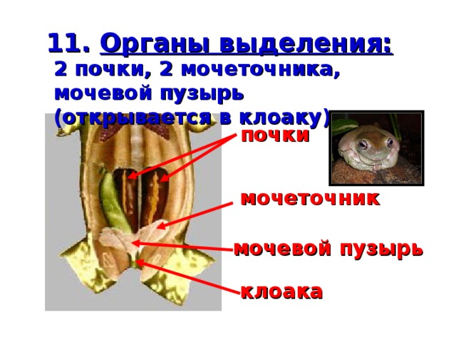 11. Органы выделения: 2 почки, 2 мочеточника, мочевой пузырь (открывается в клоаку) почки мочеточник мочевой пузырь клоака 