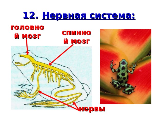 12. Нервная система: головной мозг спинной мозг нервы 