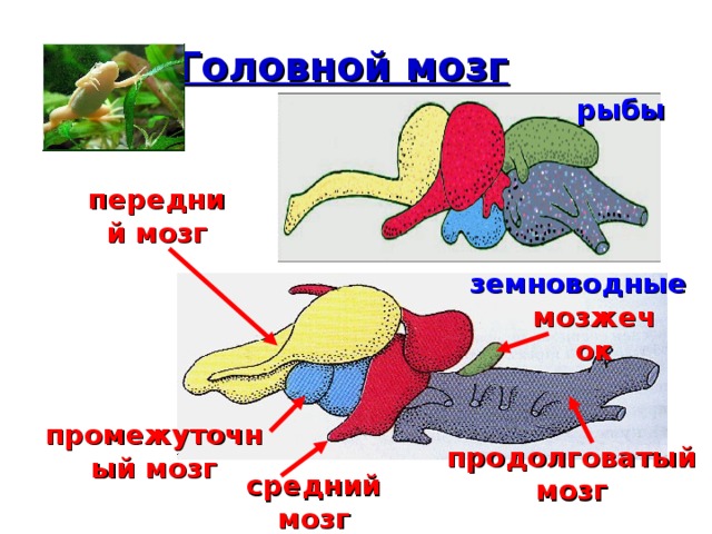 Головной мозг рыбы передний мозг земноводные мозжечок промежуточный мозг продолговатый мозг средний мозг 