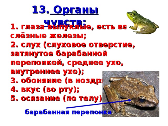 13. Органы чувств: 1. глаза выпуклые, есть веки и слёзные железы; 2. слух (слуховое отверстие, затянутое барабанной перепонкой, среднее ухо, внутреннее ухо); 3. обоняние (в ноздрях); 4. вкус (во рту); 5. осязание (по телу) барабанная перепонка 