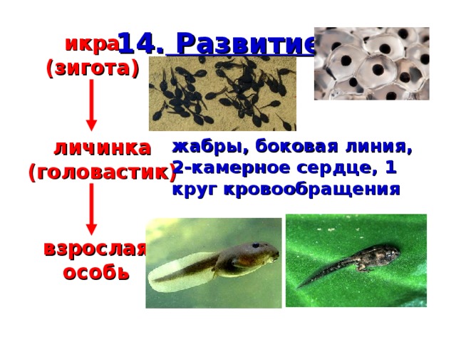 Форма линий головастиков их