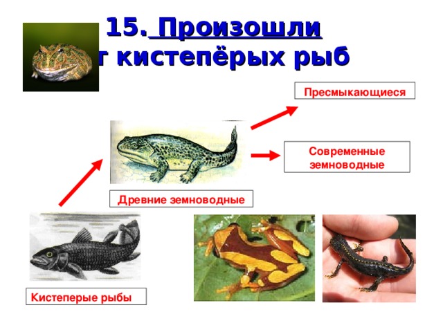 15. Произошли  от кистепёрых рыб Пресмыкающиеся Современные земноводные Древние земноводные Кистеперые рыбы 