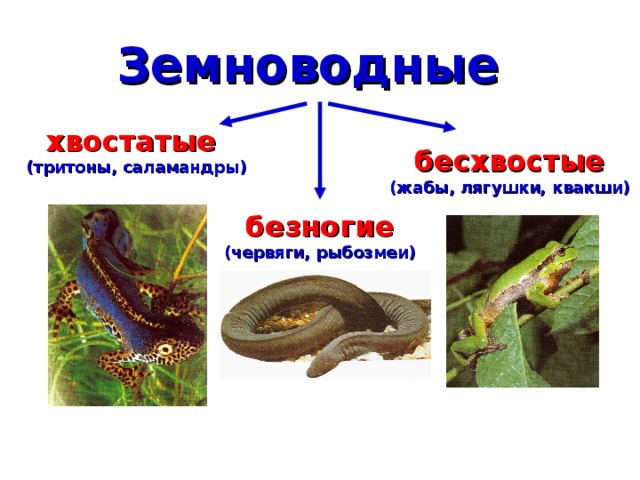 Земноводные хвостатые (тритоны, саламандры) бесхвостые (жабы, лягушки, квакши) безногие (червяги, рыбозмеи) 