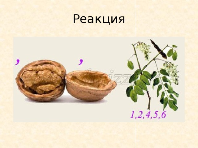 Реакция 