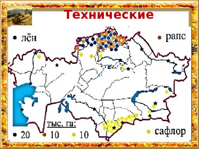 Технические культуры   Хлопчатник (волокно, хлопковое масло). Лучшие почвы – сероземы. Долины Сырдарии и Арыси в ЮКО    Сахарная свекла (трудоемкая культура) ЮКО, Жамбылская, Актюбинская области Подсолнечник ВКО и Павлодарская область (3/5 урожая) 