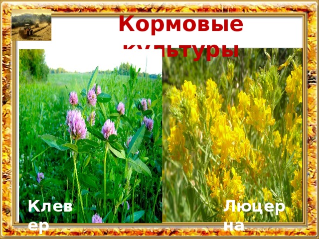 Кормовые культуры Клевер Люцерна 