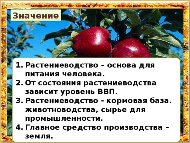 Значение Растениеводство – основа для питания человека. От состояния растениеводства зависит уровень ВВП. Растениеводство - кормовая база. животноводства, сырье для промышленности. Главное средство производства – земля. 