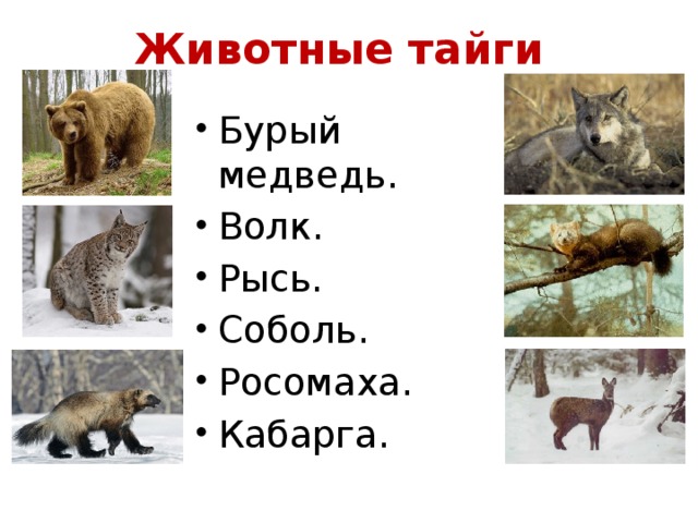 Создание презентации обитатели тайги
