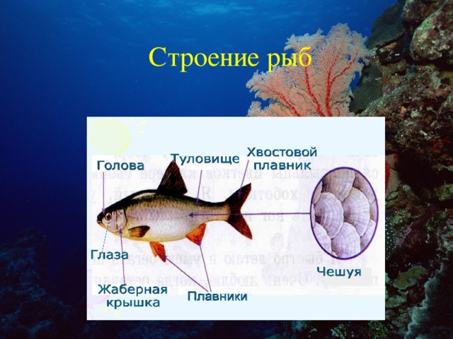 Строение рыбы схема для детей дошкольников