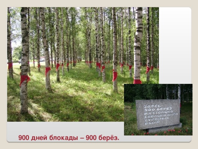 900 дней блокады – 900 берёз.