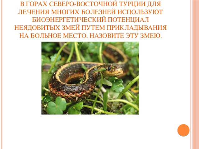 В горах северо-восточной Турции для лечения многих болезней используют биоэнергетический потенциал неядовитых змей путем прикладывания на больное место. Назовите эту змею.