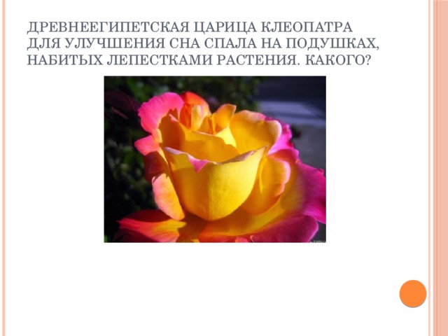 Древнеегипетская царица Клеопатра для улучшения сна спала на подушках, набитых лепестками растения. Какого?